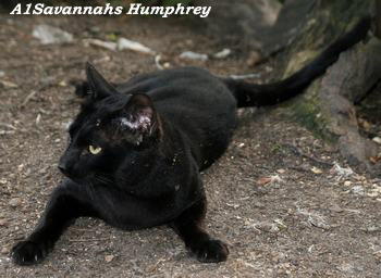 A1Savannahs Humphrey Photo: Camilla Hesby Johnsen